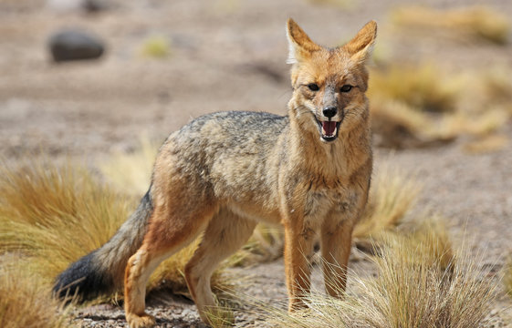 Fototapeta Andean fox (Lycalopex culpaeus) in Siloli desert (bolivia)