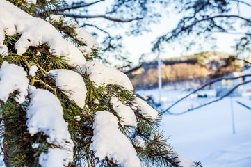 Pine branch with snow on a sunny day