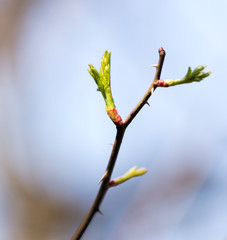Buds blossom on a tree branch