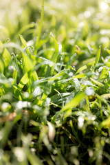 Green grass in the dew on the nature