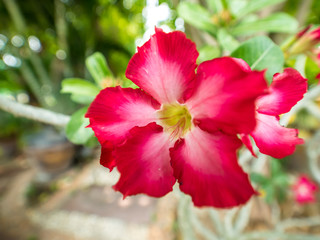 Red Desert rose in garden