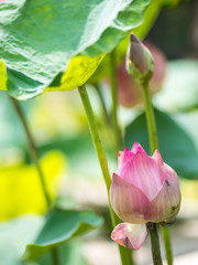 Fototapeta na wymiar Sacred lotus flower in garden
