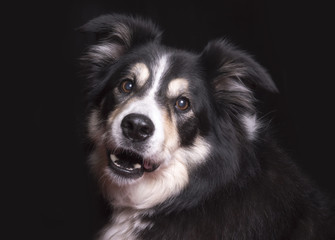 Beautiful black and white border collie on a black background 