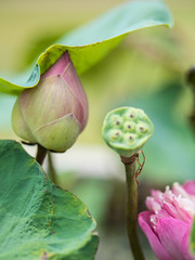 Sacred lotus flower in garden