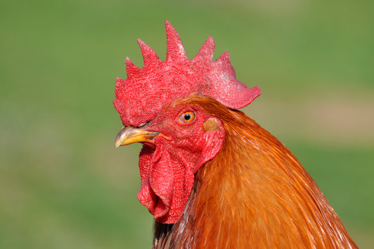 Beautiful rooster  with a red comb and a yellow beak. Isolated rooster close up