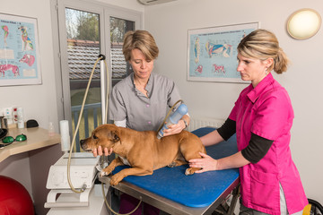 La thérapie laser, douleur animale,  est une  solution thérapeutique dispensée par un vétérinaire