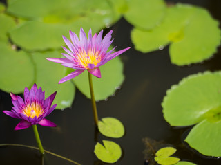 Pink waterlily in pond