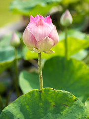 Sacred lotus flower in garden