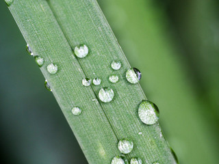 multiple water droplets on leaves