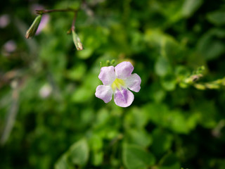 Closeup of Laurel Clockvine or Thunbergia laurifolia.