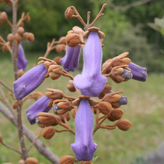 Fiori viola di Pulownia su ramo in primavera