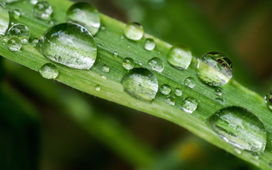 multiple water droplets on leaves