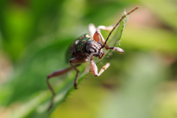 Macro photo of a beetle. Close-up of a beetle on a leaf. Beetle in the summer, sitting on a green leaf.