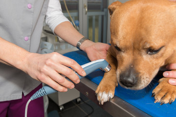 La thérapie laser, douleur animale,  est une  solution thérapeutique dispensée par un vétérinaire