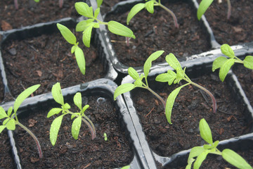Giovani piante di pomodoro pronte al trapianto nell'orto