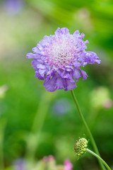 スカビオサ縦位置