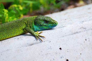 Naklejka na ściany i meble Green european lizard in nature. Green Lizard (Lacerta viridis) in natural habitat 