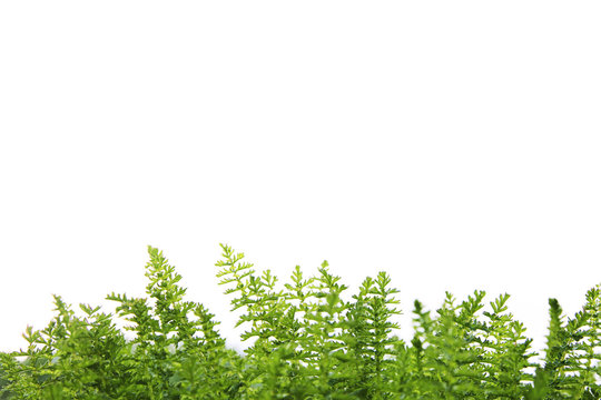 grass/fern white background