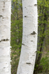 Birch trunks.
