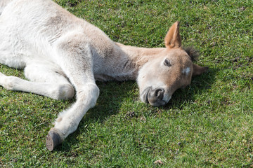 Fototapeta premium Wild foal sleeping.