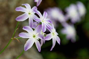 リューココリネの花