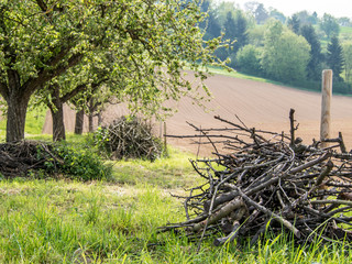 Baumschnitt im Frühjahr