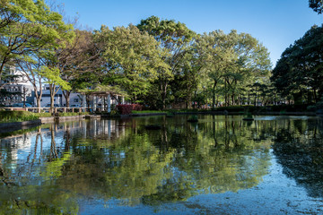 Obraz premium 埼玉県戸田市 後谷公園の池１