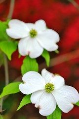 Obraz na płótnie Canvas White dogwood (cornus) flower in the spring