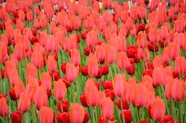 Red tulips field in the Netherlands