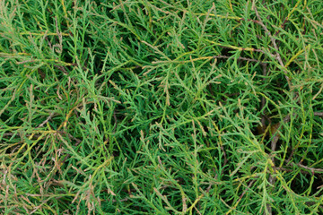 texture of the branches of juniper close up for background
