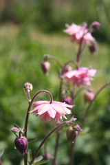 Pianta di Aquilegia in giardino dai fiori rosa