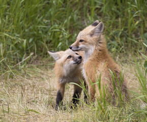 Pair of fox kits in grass