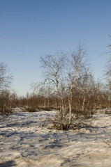 Birch Grove and blue sky in early spring