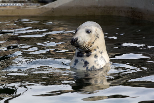 Foka w fokarium na Helu