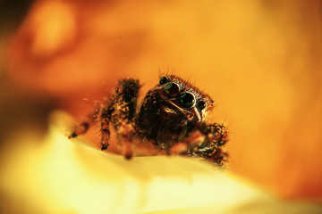 Large spider in the wild