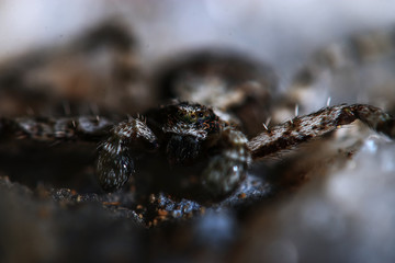 Large spider in the wild