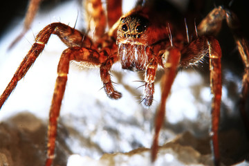 Large spider in the wild