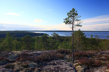 Pine on the hill forest lake