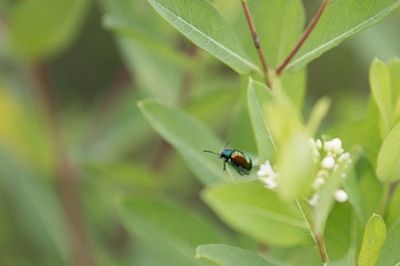 Beetle