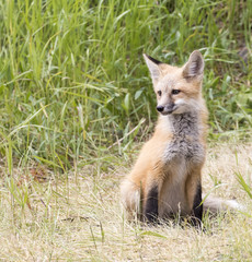 Obraz premium Kit fox posing for camera in grass looking to the side