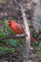 Northern Cardinals In The City