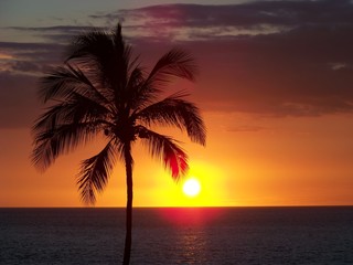 Obraz na płótnie Canvas Hawaiiam Palm at Sunset