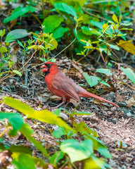 Northern Cardinals In The City