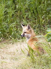 Profile view of kit fox in grass