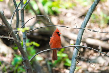 Northern Cardinals In The City