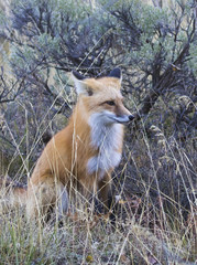 Fox in grass with ears back and trees in background