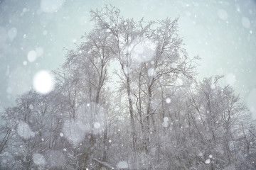winter forest snow white background