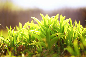 Background texture of fresh spring green grass