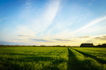 countryside landscape - green  field in spring taken at sunset