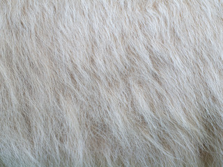 animal fur showing long hairs